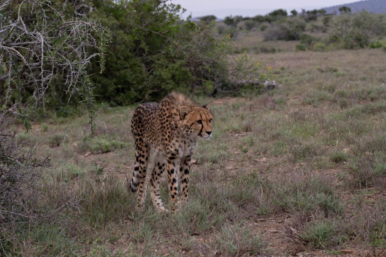 Kuzuko Lodge Addo Bagian luar foto