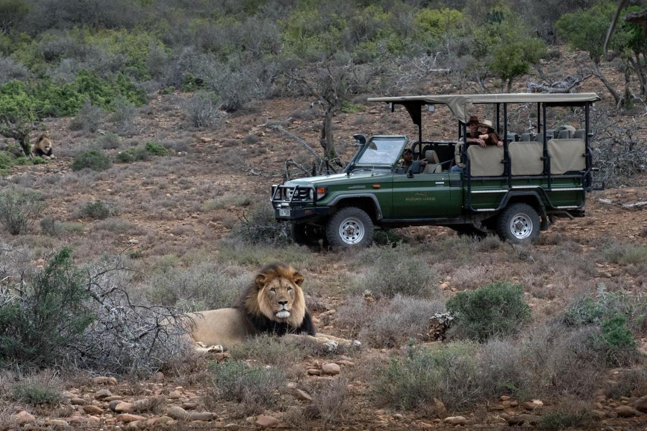 Kuzuko Lodge Addo Bagian luar foto