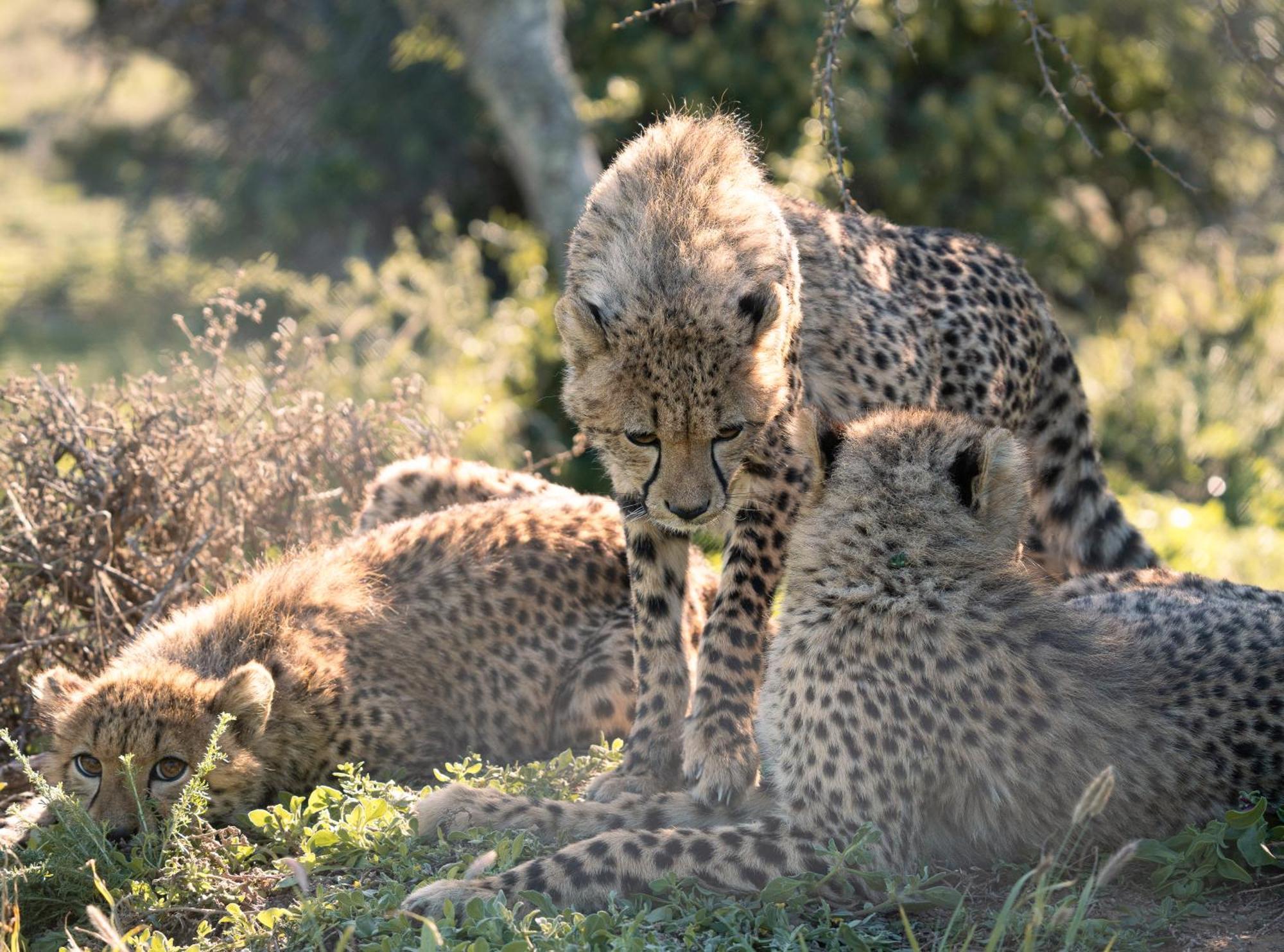 Kuzuko Lodge Addo Bagian luar foto