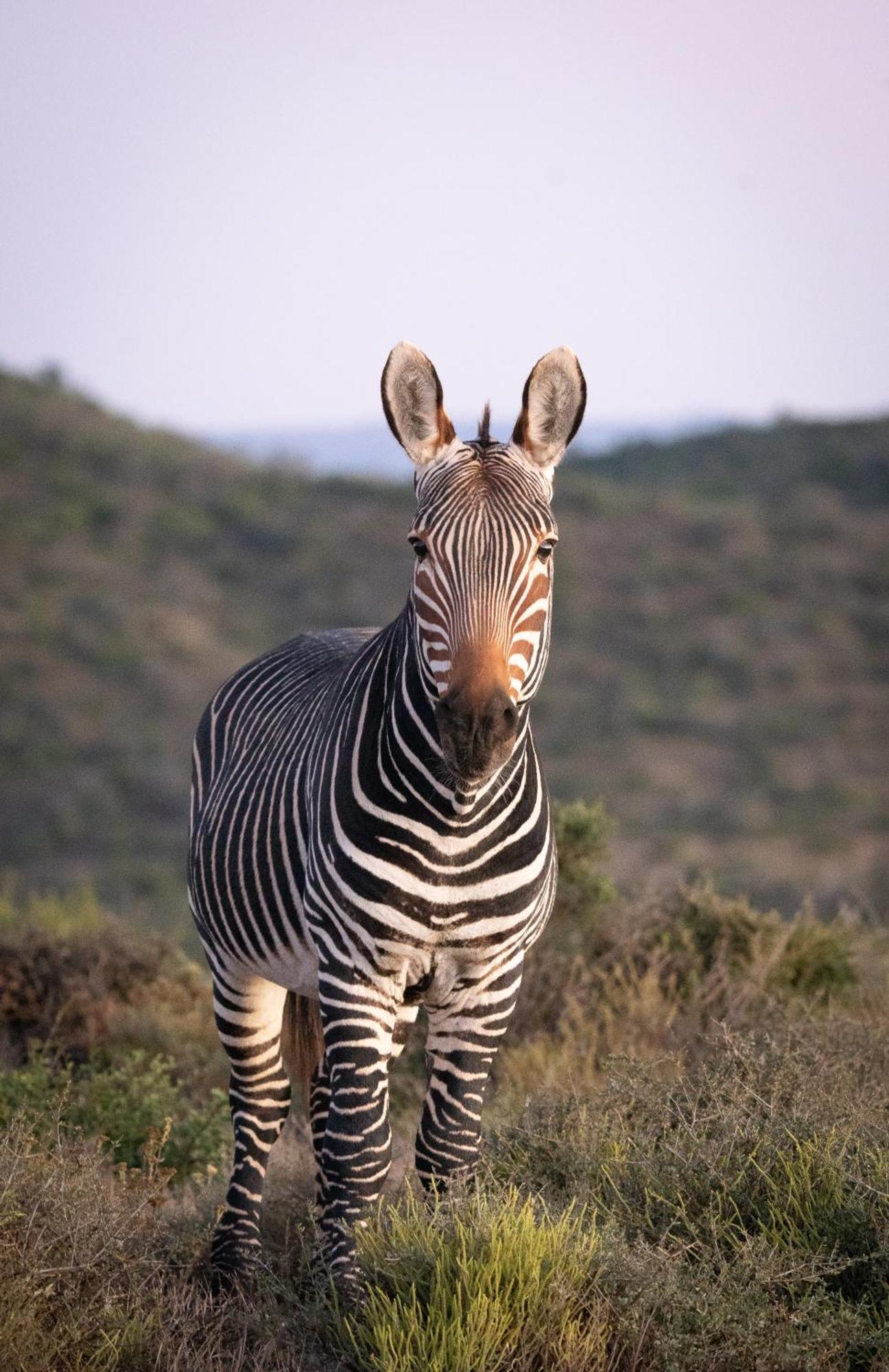 Kuzuko Lodge Addo Bagian luar foto