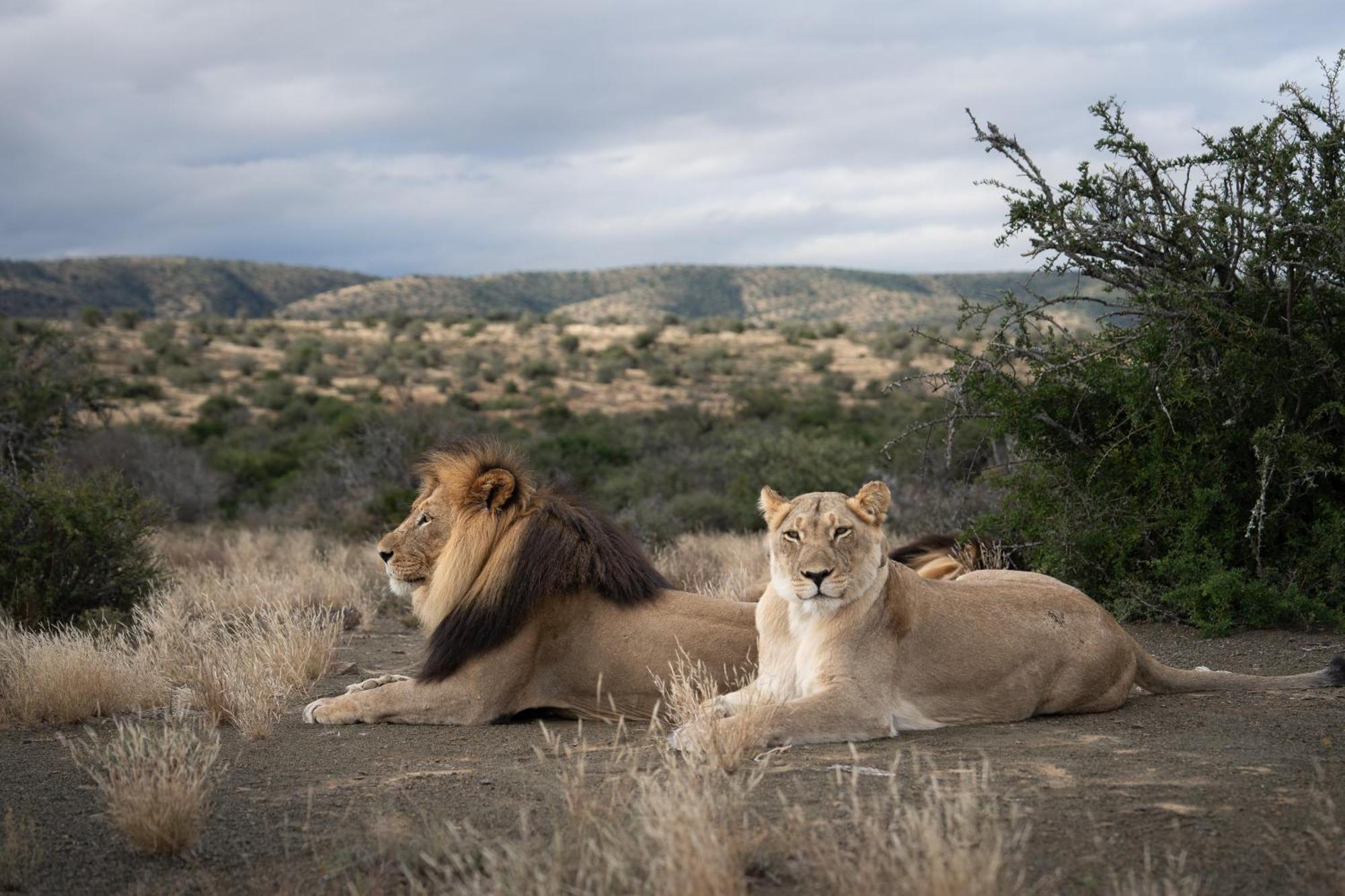 Kuzuko Lodge Addo Bagian luar foto