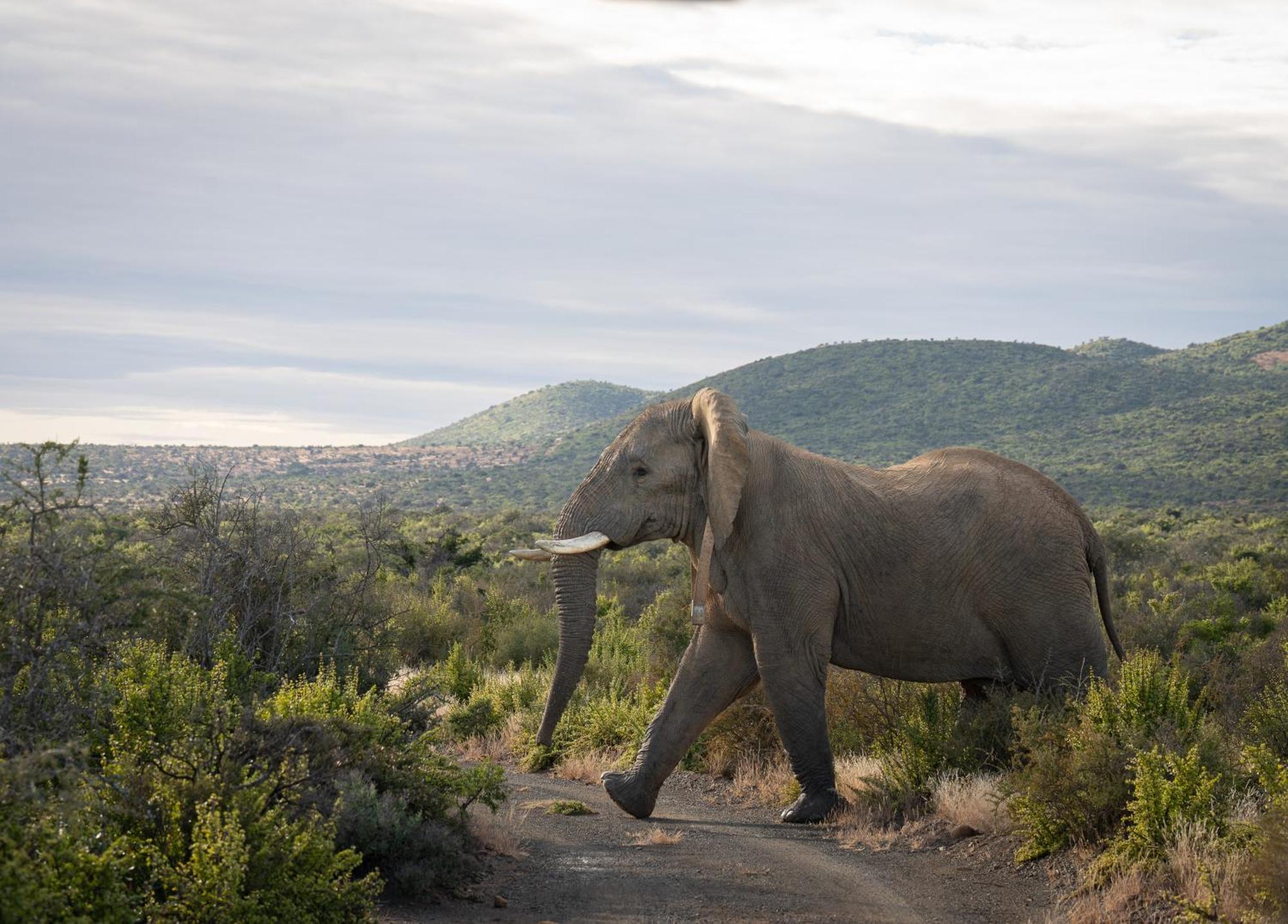 Kuzuko Lodge Addo Bagian luar foto