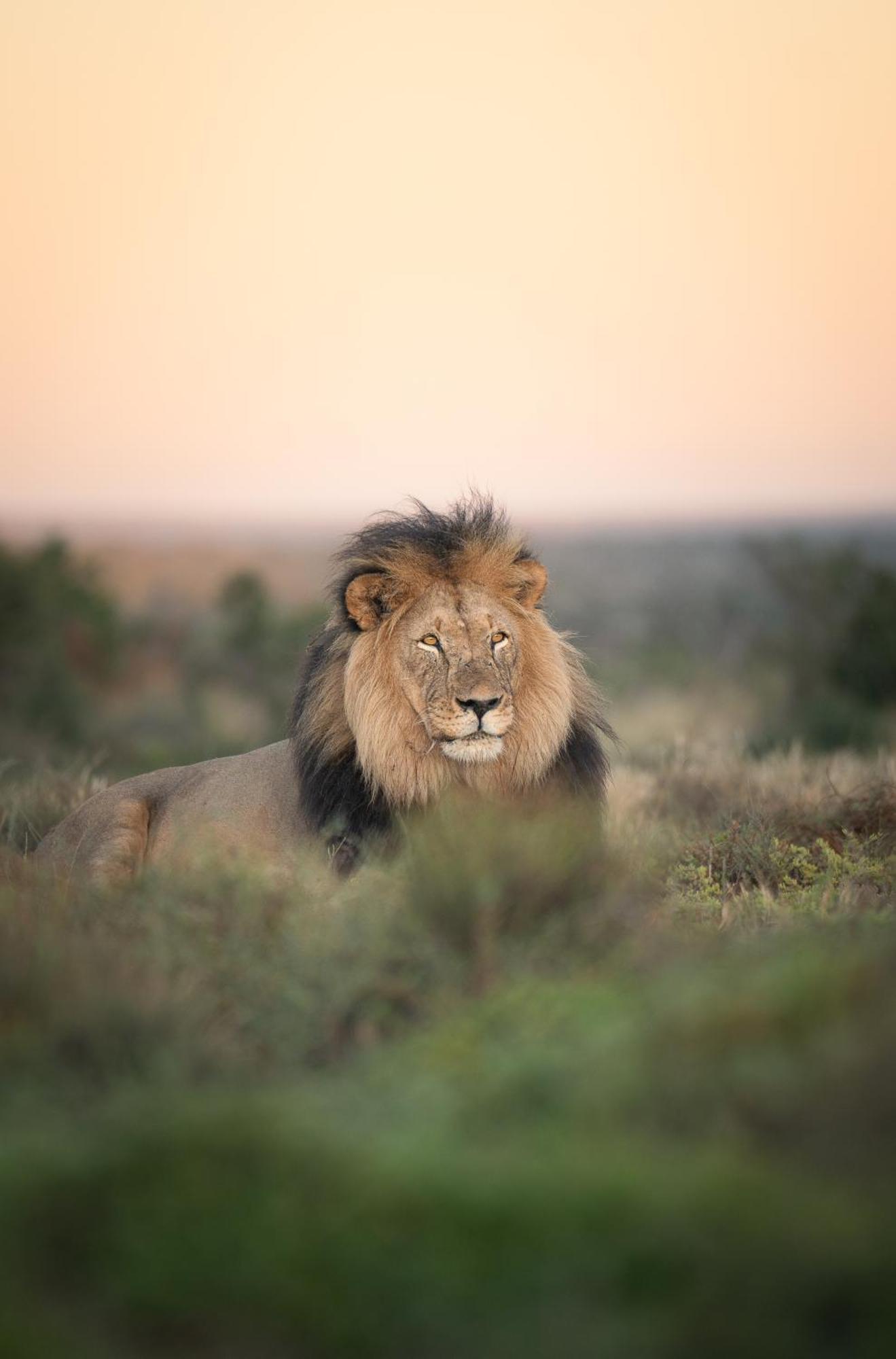 Kuzuko Lodge Addo Bagian luar foto