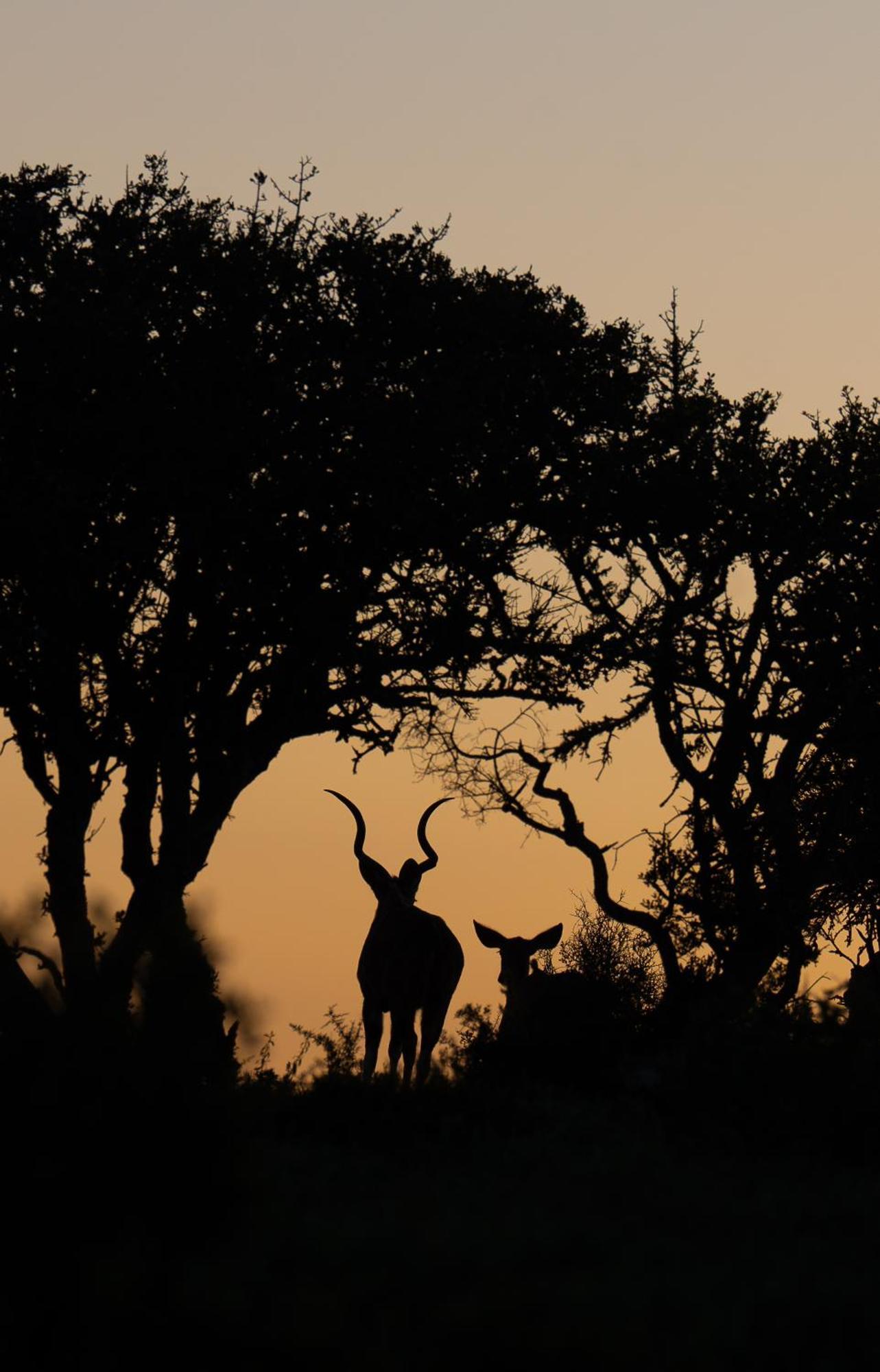 Kuzuko Lodge Addo Bagian luar foto